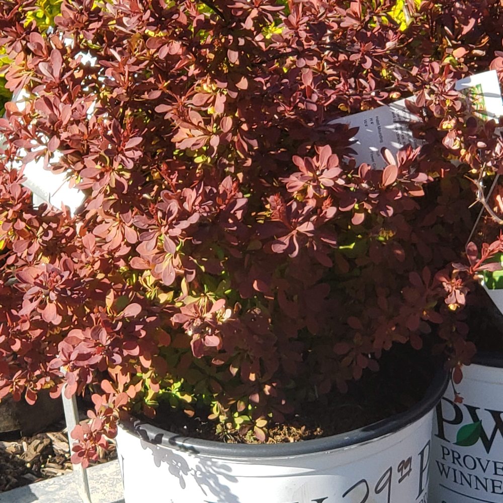 Photo of Rolling Meadows Landscape & Garden Center