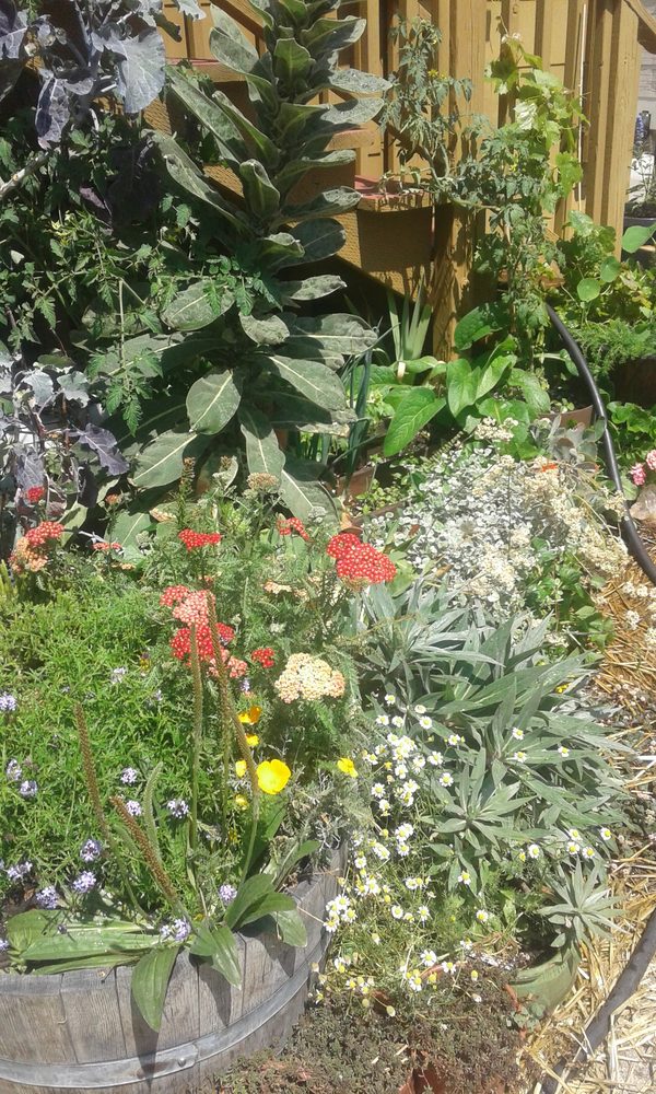 Photo of Rambunctious Gardens