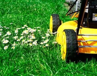 Photo of Organic Lawn Care