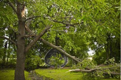 Photo of Charter Oaks Tree & Landscaping