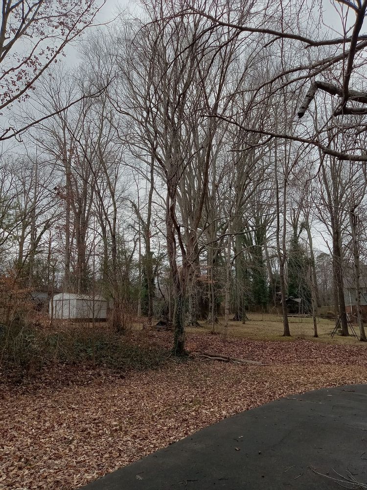 Photo of Trotter Tree Service and Landscaping