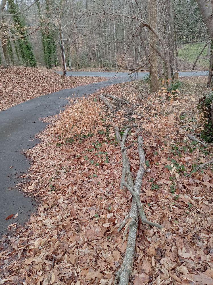 Photo of Trotter Tree Service and Landscaping