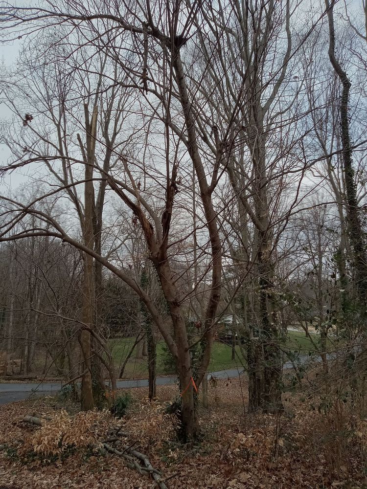 Photo of Trotter Tree Service and Landscaping