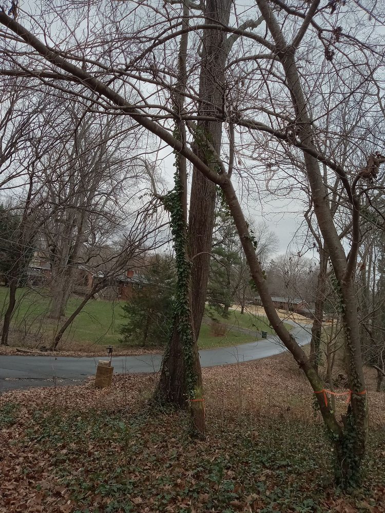 Photo of Trotter Tree Service and Landscaping