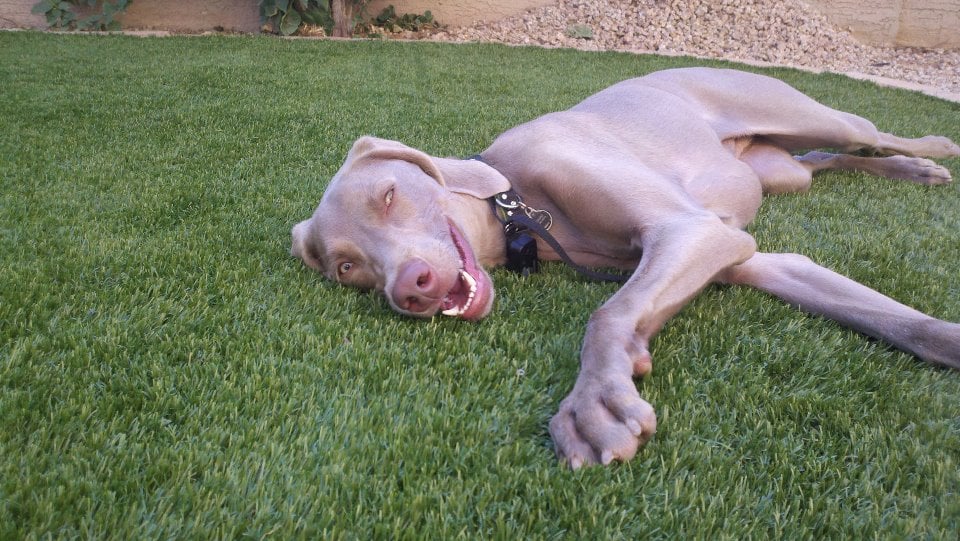 Photo of Arizona Luxury Lawns & Putting Greens