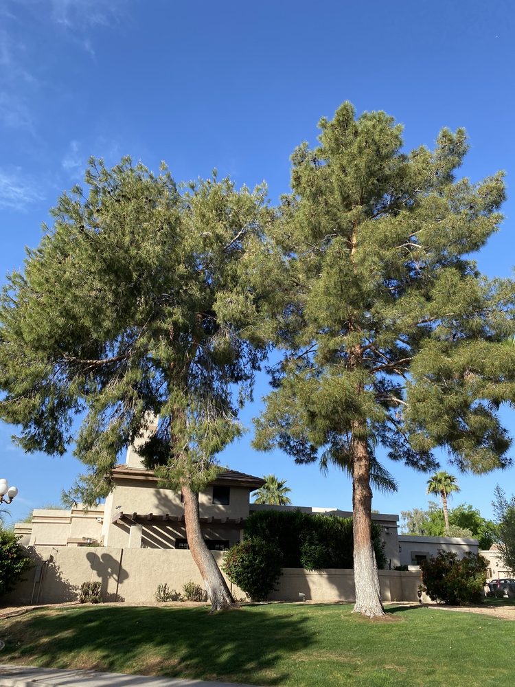 Photo of Essence AZ