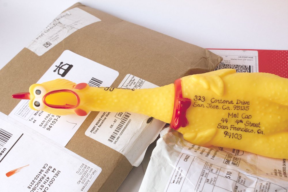 Photo of Carrier Chicken
