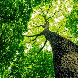 Photo of Central Tree Services and Landscape Designs