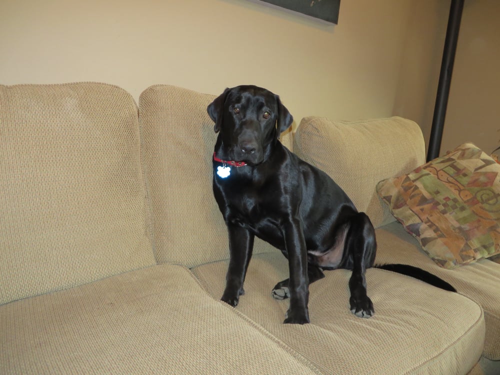 Photo of General Carpet, Upholstery, Tile & Area Rug Cleaning