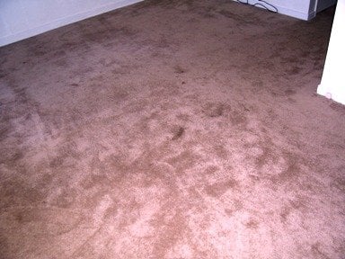 Photo of Eco-Pure Carpet Cleaning