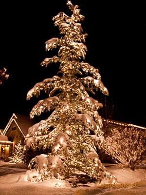 Photo of Holiday Help
