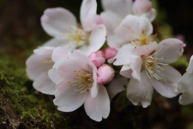 Photo of Magnolia Lawn & Garden Service