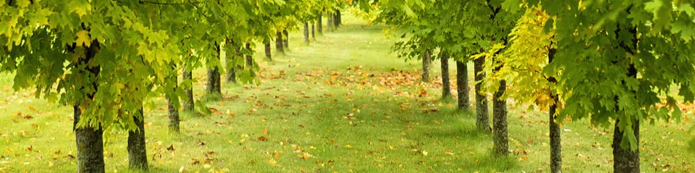 Photo of Love Landsapes