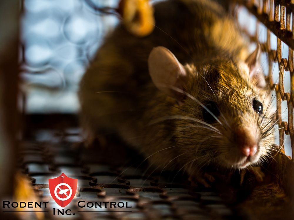 Photo of Rodent Control