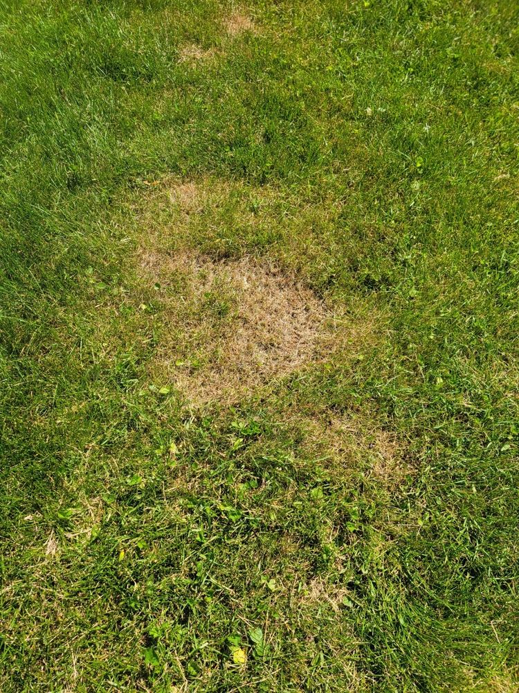 Photo of Cut King Lawn Care