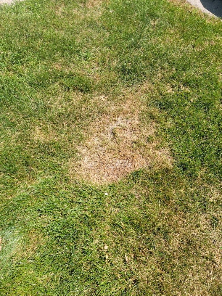 Photo of Cut King Lawn Care