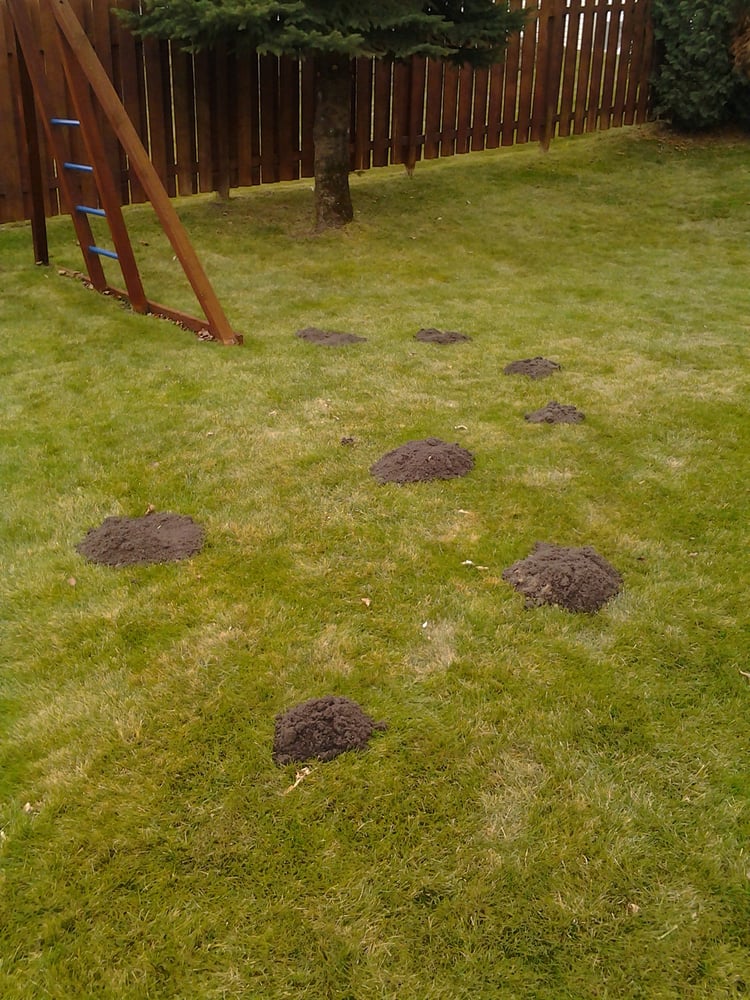 Photo of Fj Lawn Care