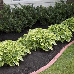 Photo of ONE VINE