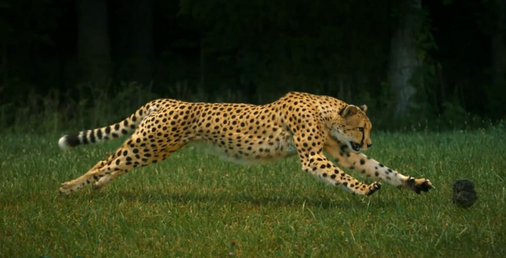 Photo of Like A Cheetah