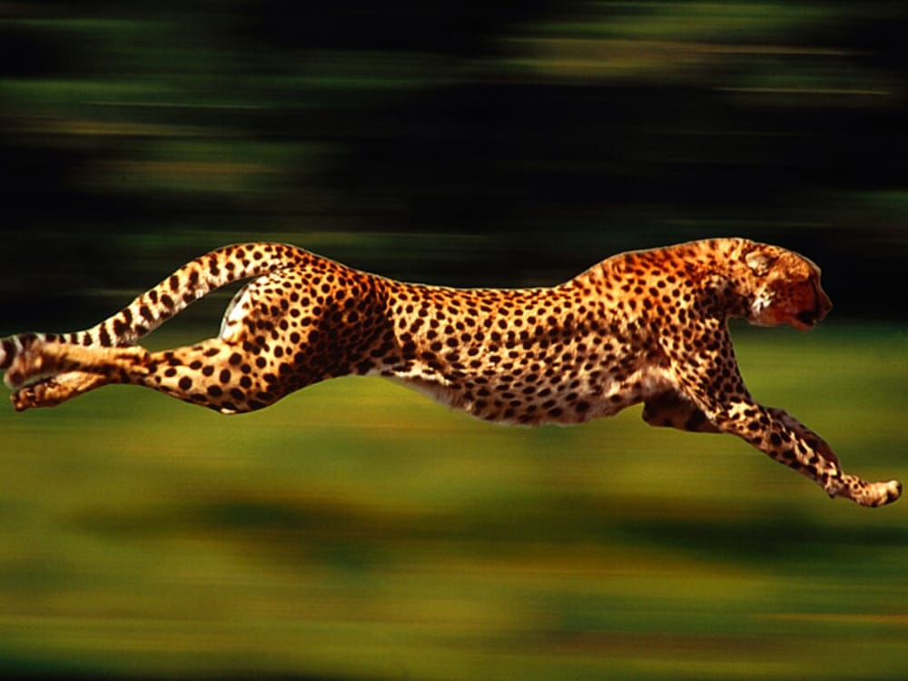 Photo of Like A Cheetah