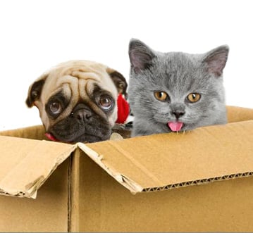 Photo of Little Lady & a Man Moving