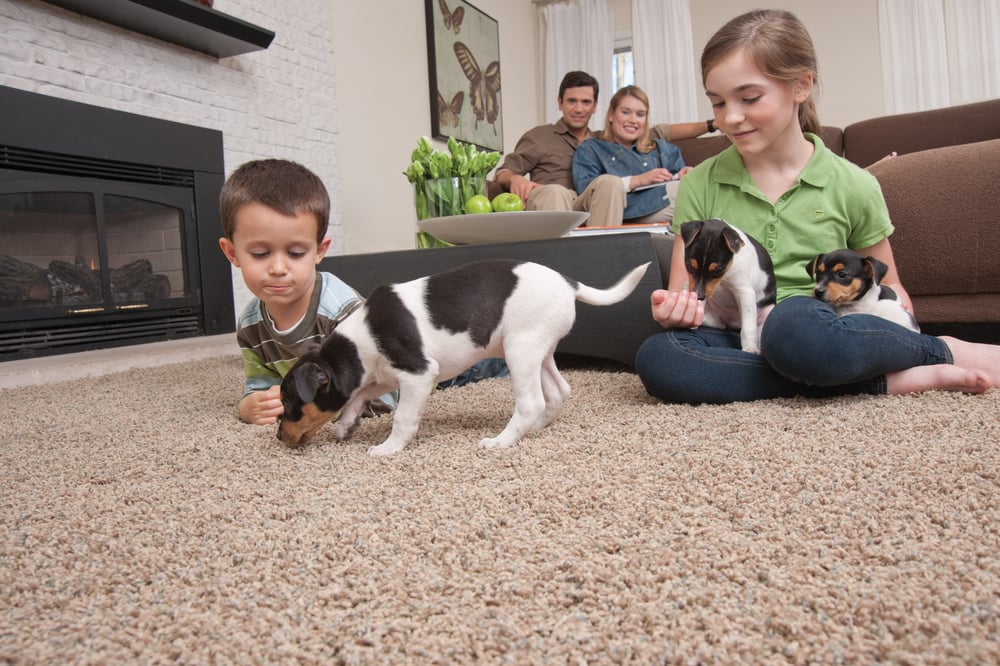 Photo of DeSitter Flooring