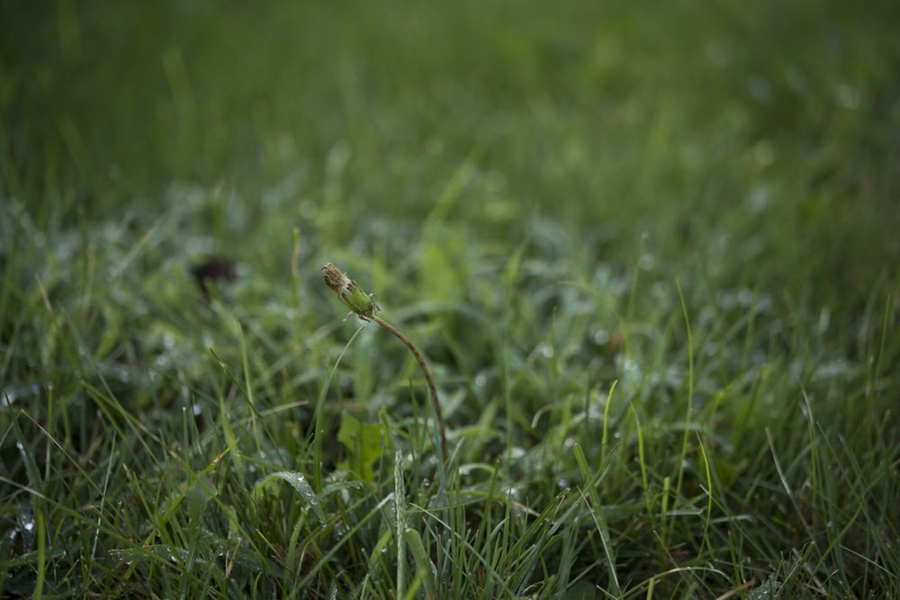 Photo of Lawn Pride