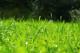Photo of Evergreen Irrigation