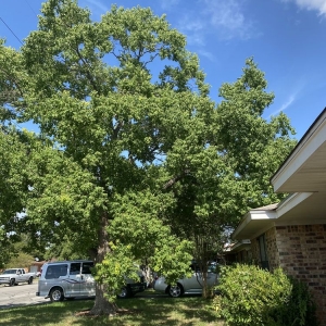 San Antonio Cutting 4 Miles Landscaping