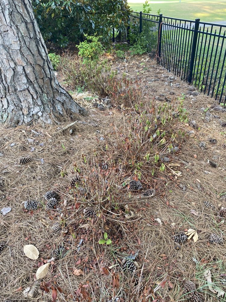 Photo of All South Lawnscapes