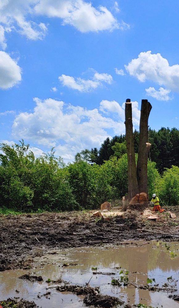 Photo of United Arborists