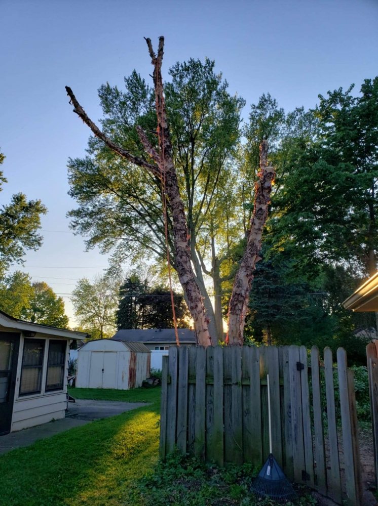 Photo of United Arborists