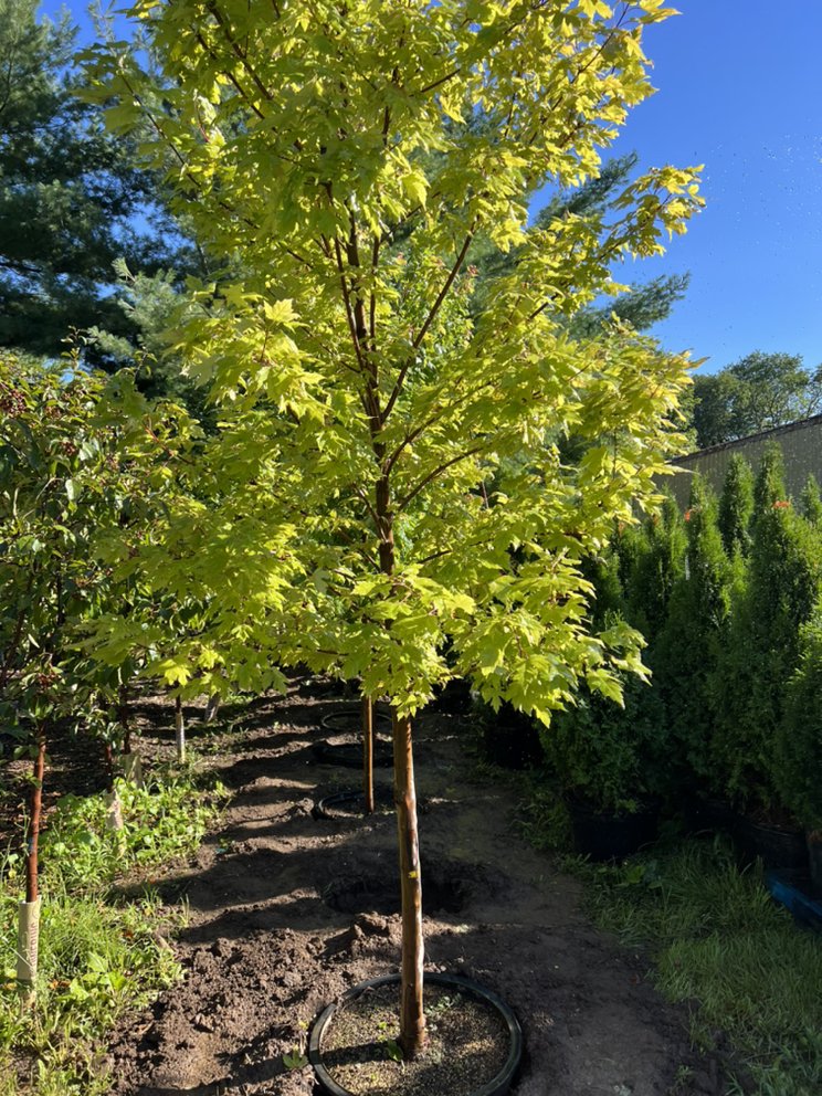 Photo of Rausch Tree and Outdoor Services