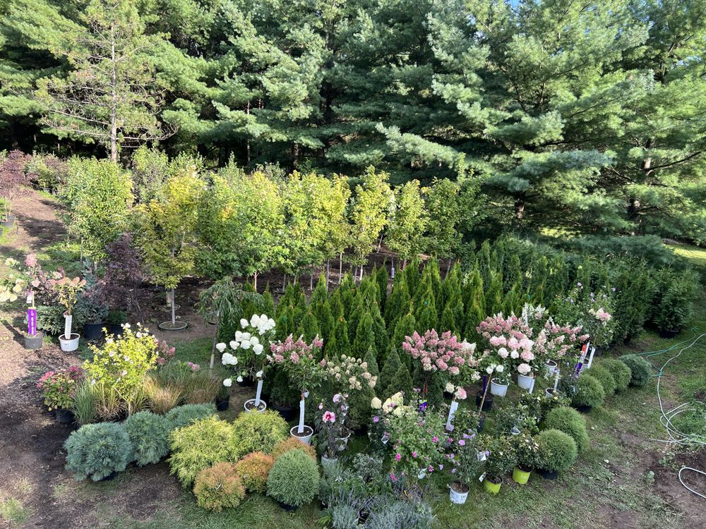 Photo of Rausch Tree and Outdoor Services