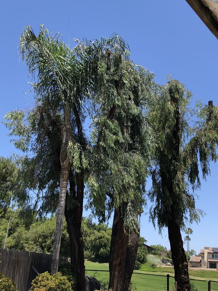 Photo of Clean Cut Tree Service