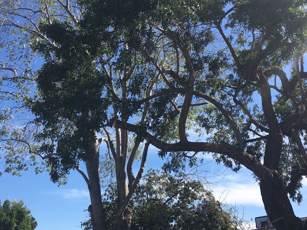 Photo of Clean Cut Tree Service