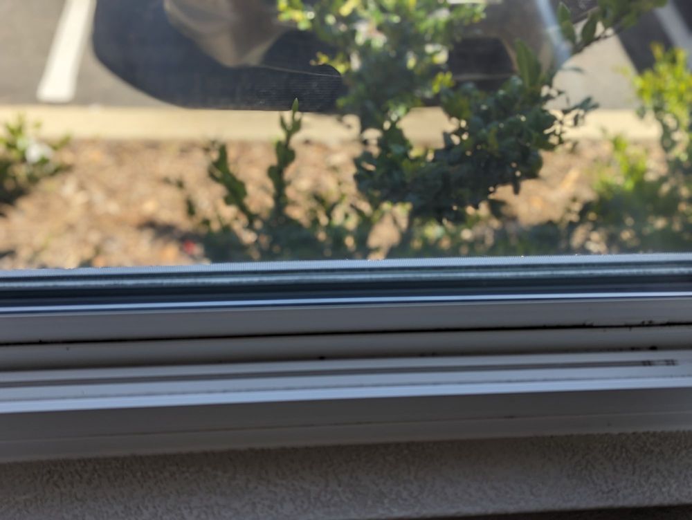 Photo of Western Honey Bee Cleaning San Diego