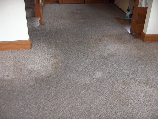 Photo of Optimum Carpet Care