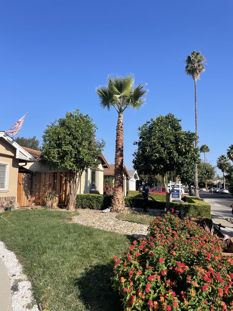 Photo of Ismael Ruiz Landscaping & Gardening