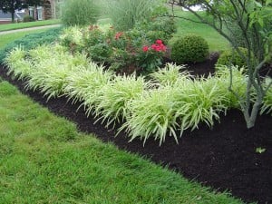 Photo of Daniel Fischer Landscape Nursery