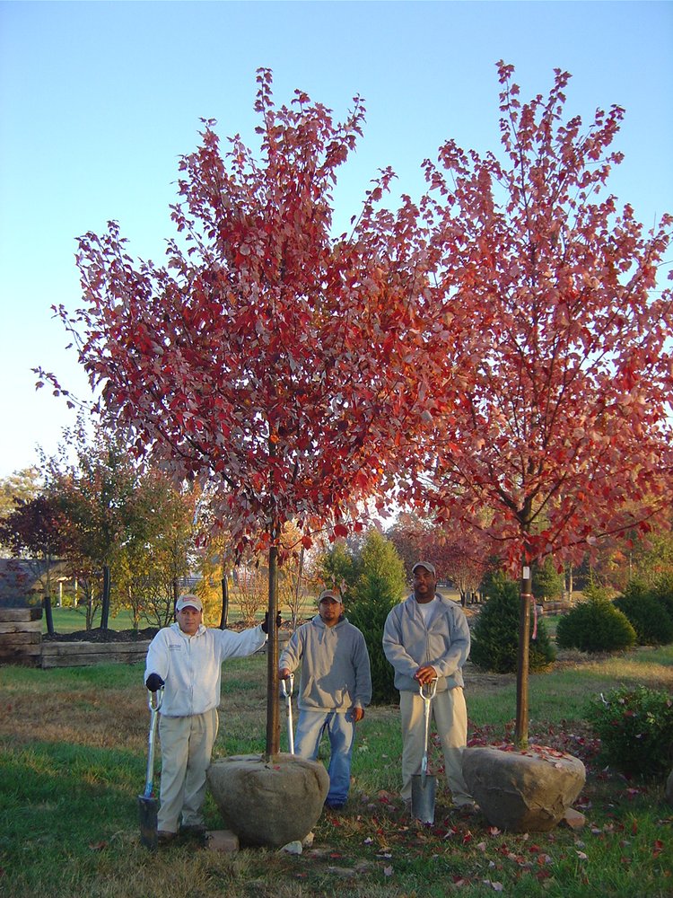 Photo of Daniel Fischer Landscape Nursery