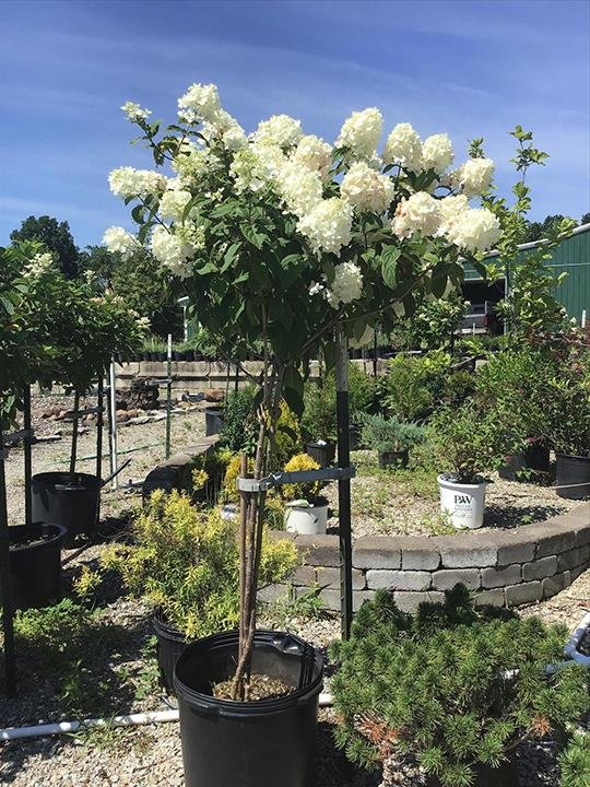 Photo of Jackson's Nursery