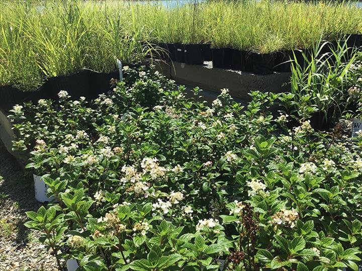 Photo of Jackson's Nursery