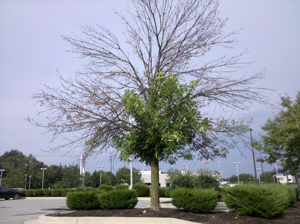 Photo of Whole Tree Care by Trapper's Tree Service