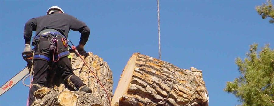 Photo of Whole Tree Care by Trapper's Tree Service