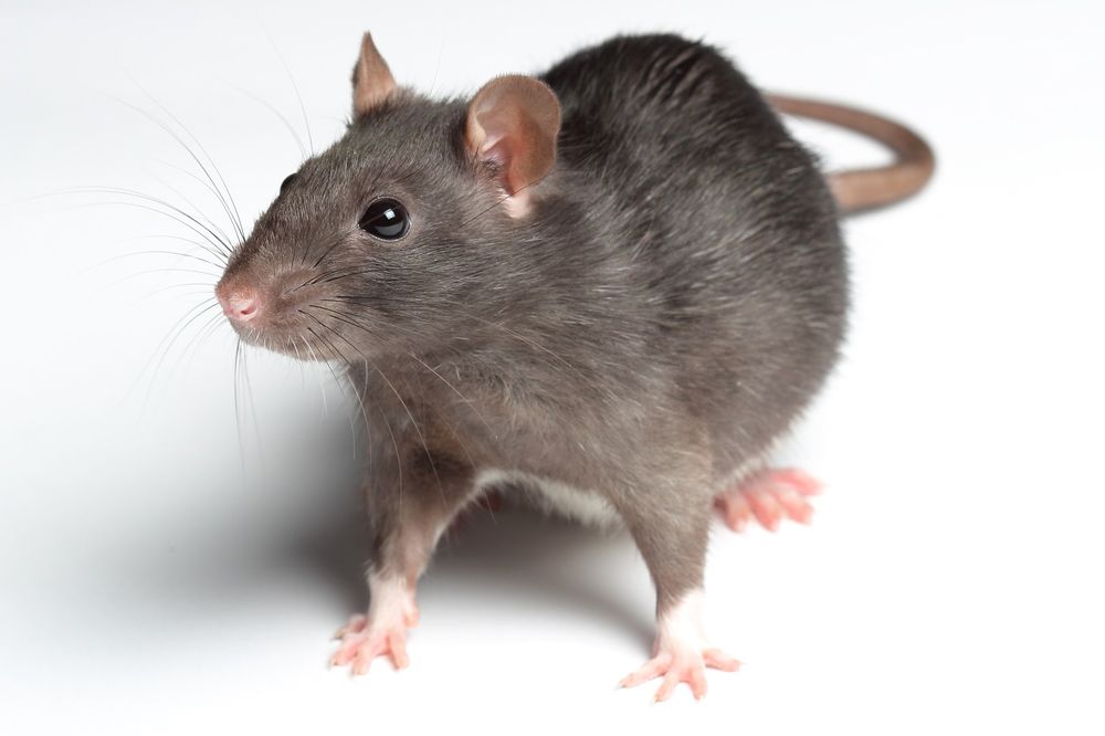 Photo of Austin Rat Removal and Control