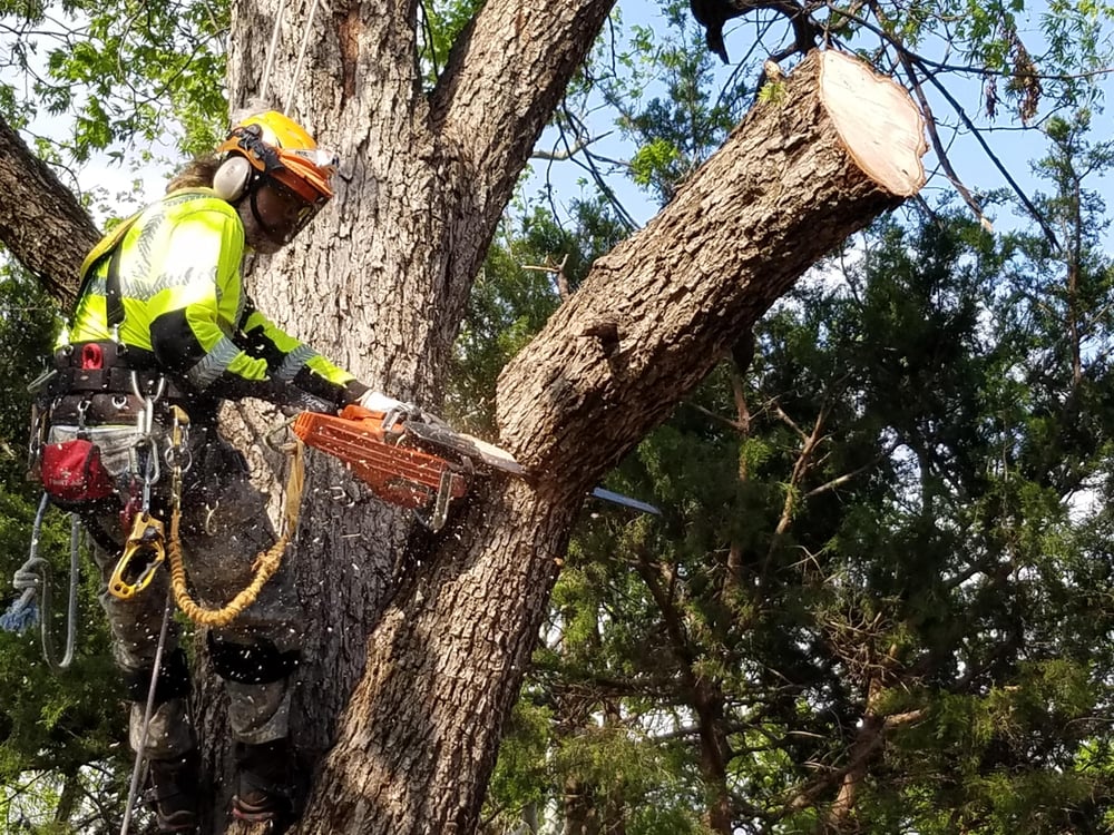 Photo of Tnt Landsaping Services