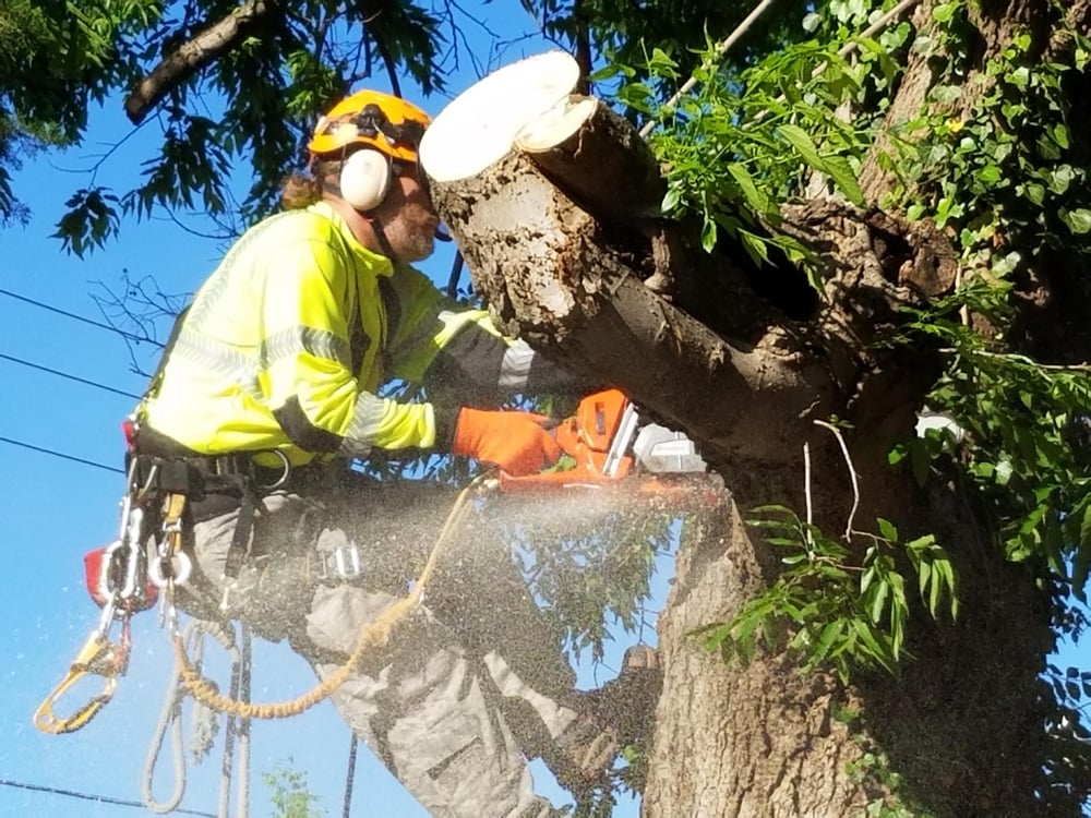 Photo of Tnt Landsaping Services