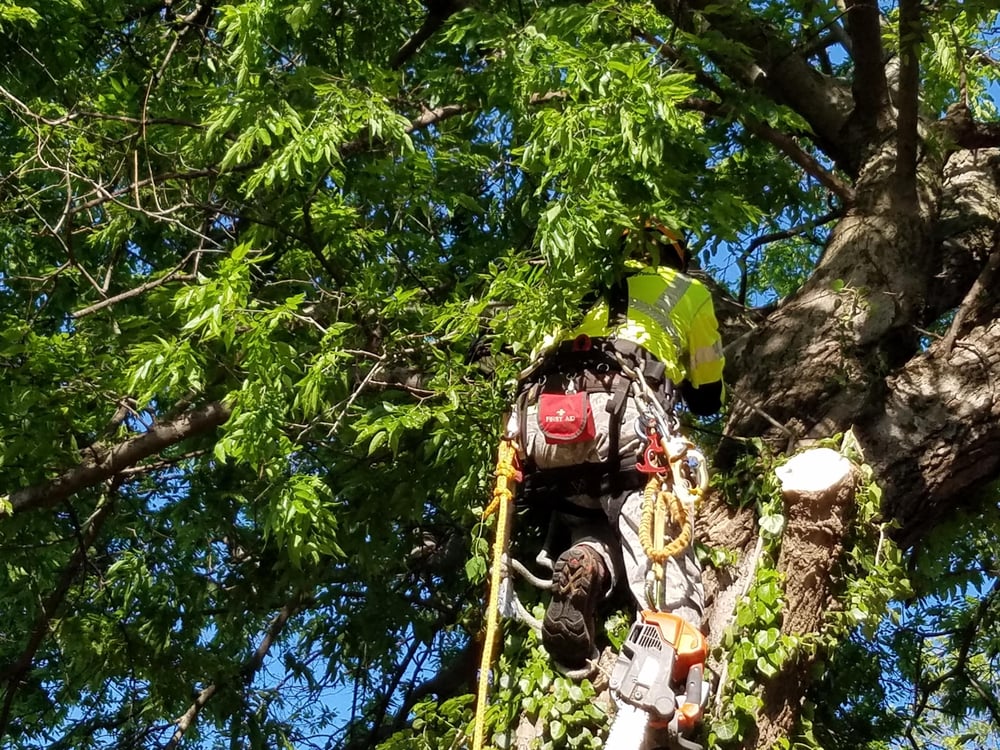 Photo of Tnt Landsaping Services