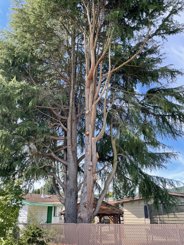 Photo of Northwest Residential Arborist And Excavating